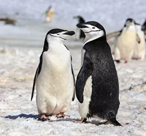 Images Dated 26th November 2013: Chinstrap Penguin Couple