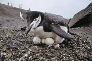 Images Dated 23rd July 2007: Chinstrap Penguin, Pygoscelis antarctica, inexperienced, inexperience, incubating