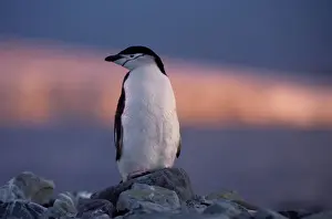 Antarctica Prints: Chinstrap penguin (Pygoscelis antarctica)standing on rock