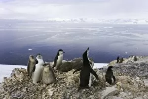 Images Dated 25th January 2007: Chinstrap penguins, Antarctic Peninsula