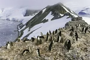 Chinstrap penguins, Antarctic Peninsula