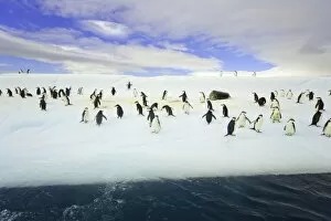 Iceberg Ice Formation Gallery: Chinstrap penguins on iceberg, Antarctica