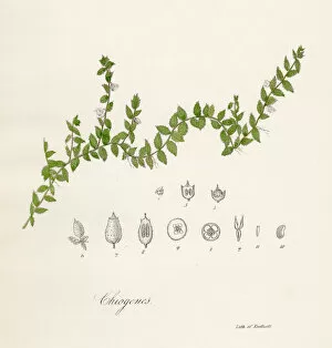 Images Dated 28th April 2017: Chiogenes plant botanical engraving 1843