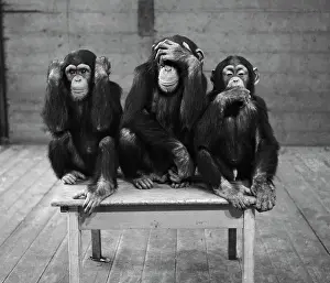 Baby Animal Prints: Chipanzees Not Hearing, Seeing or Speaking Evil