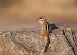 Images Dated 8th April 2011: Chipmunk on alert