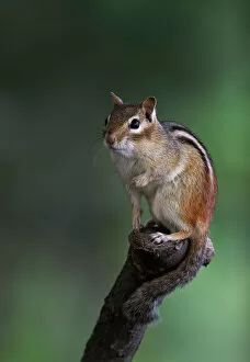 Images Dated 19th June 2015: Chipmunk on perch