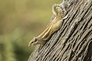 Images Dated 17th December 2012: Chipmunk -Tamias-, Keoladeo National Park, Rajasthan, India