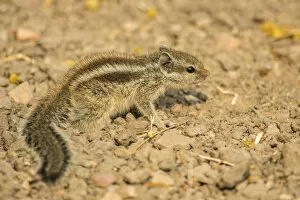 Images Dated 16th December 2012: Chipmunk -Tamias-, Keoladeo National Park, Rajasthan, India