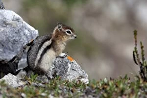 Images Dated 25th August 2013: Chipmunk -Tamias sp.-, young, Glacier National Park, Montana, United States