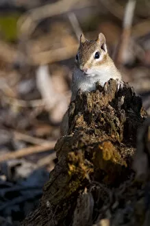 Images Dated 24th April 2009: Chipmunk On Tree Stump