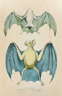 Images Dated 16th May 2015: Chiroptera bat engraving 1855