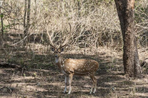 Images Dated 10th April 2012: Chital -Axis axis-, Nagarhole National Park, Karnataka, India