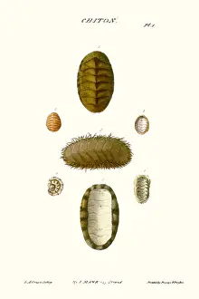 Mollusc Prints: chiton shells