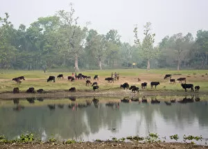 Images Dated 7th April 2014: Chitwan National Park, Terai Region, Nepal