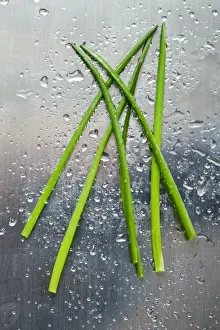 Herbs Prints: Chives