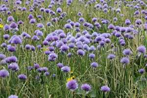 Chives -Allium schoenoprasum-, Mala Fatra National Park, Slovakia, Europe