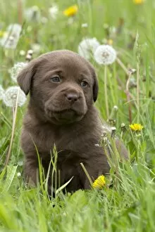 Images Dated 6th May 2014: Chocolate Labrador Retriever puppy