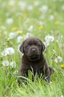Images Dated 6th May 2014: Chocolate Labrador Retriever puppy