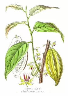 Food Gallery: Chocolate plant botanical engraving 1857