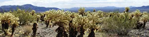 Cholla cacti in the Cholla Cactus Garden, Joshua Tree National Park, Desert Center, California, USA