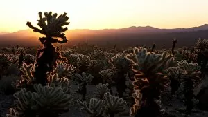 Werner Van Steen Photography Gallery: Cholla cactus (Cylindropuntia bigelovii)