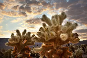 Images Dated 24th November 2011: Cholla Cactus (Cylindropuntia bigelovii) Garden at sunset, Mojave Desert