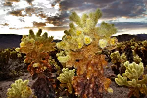 Images Dated 24th November 2011: Cholla Cactus (Cylindropuntia bigelovii) Garden at sunset, Mojave Desert