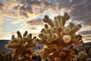 Cholla Cactus (Cylindropuntia bigelovii) Garden at sunset, Mojave Desert, Joshua Tree National Park, California, USA