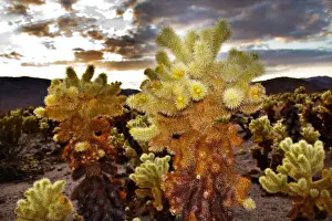 Cholla Cactus (Cylindropuntia bigelovii) Garden at sunset, Mojave Desert, Joshua Tree National Park, California, USA