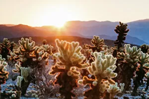 Dramatic Landscape Collection: Cholla cactus garden, Joshua Tree National Park, USA