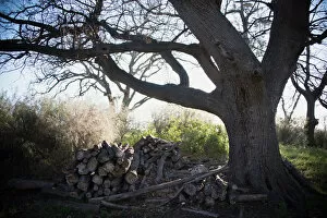 Images Dated 28th July 2015: Chopped wood beneath an old Oak tree, Hermanus, Western Cape, South Africa