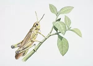 Arthropoda Gallery: Chorthippus brunneus, Common Field Grasshopper perched on a green twig, side view