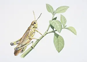 Antennae Prints: Chorthippus brunneus, Common Field Grasshopper perched on a green twig, side view