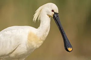 Images Dated 19th May 2016: Christian Paoli Wildlife Photography