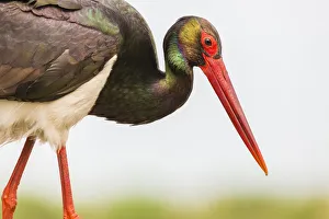 Images Dated 19th May 2016: Christian Paoli Wildlife Photography