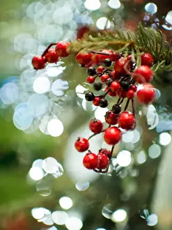 Christmas Decoration Prints: Christmas decoration