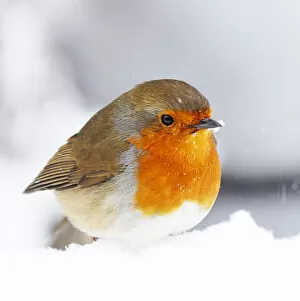 Images Dated 8th December 2018: Christmas Holiday Bird Robin