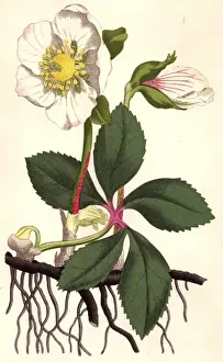 65105 Prints: Christmas Rose