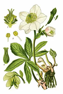Medicinal and Herbal Plant Illustrations Collection: Christmas rose, black hellebore