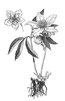 Images Dated 3rd February 2017: Christmas rose, black hellebore (Helleborus niger)