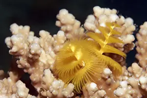 Extreme Close Up Prints: Christmas tree worm -Spirobranchus giganteus- on Acropora-stone coral -Acropora sp