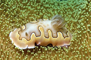 Mollusca Collection: Chromodoris coi, sea slug, Redang Island, Malaysia, Southeast Asia