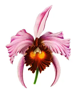 Chromolithograph illustration of orchid Flor de Mayo or Christmas orchid