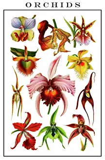 Chromolithograph illustration of orchids (Orchidaceae)