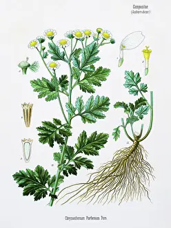 Chrysanthemum Chromolithography 1887