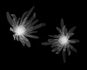 Compositae Gallery: Chrysanthemum heads, X-ray