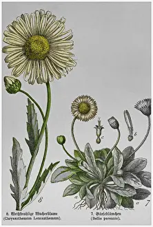 Chrysanthemum Leucanthemum, Bellis perennis - Cropped from Victorian style botanical lithographs book. Munich 1880-1889, Germany
