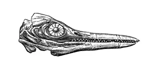 Animal Bone Prints: Chthyosaurus platyodon