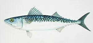 Images Dated 10th March 2006: Chub Mackerel, Scomber japonicus, side view