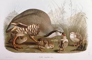 Images Dated 2nd September 2005: Chukar with Chicks
